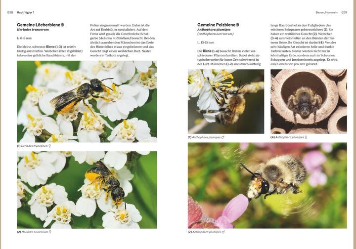 Produktbild Das grosse Handbuch Insekten (Deutsch, Ewald Gerhardt, 2021)