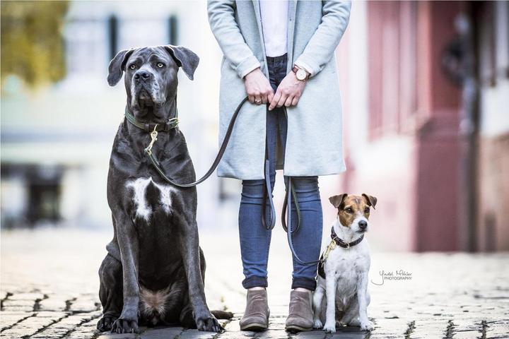 Produktbild Kentucky Dogwear Geknüpfte Nylon Hundeleine (Hund)