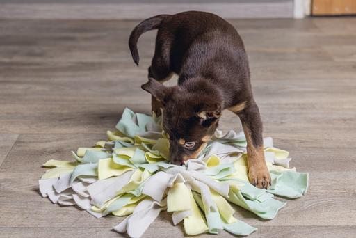 Immagine prodotto Beeztees Sniffy (Cane di peluche)