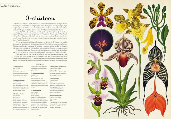 Image du produit Das Museum der Pflanzen (Allemand, Kathy Willis, Katie Scott, 2016)