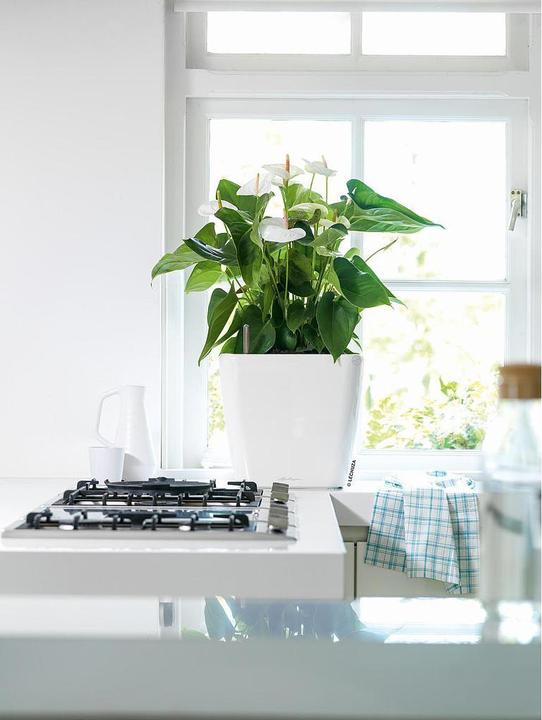 Produktbild Lechuza Quadro LS (28 cm)