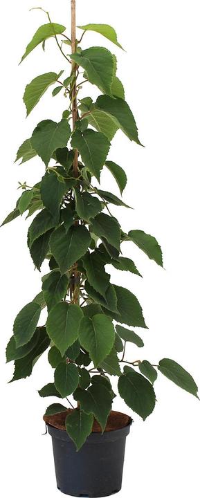 Produktbild Zulauf Beeren-Kiwi / Actinidia deliciosa 'Jenny' (100 cm)