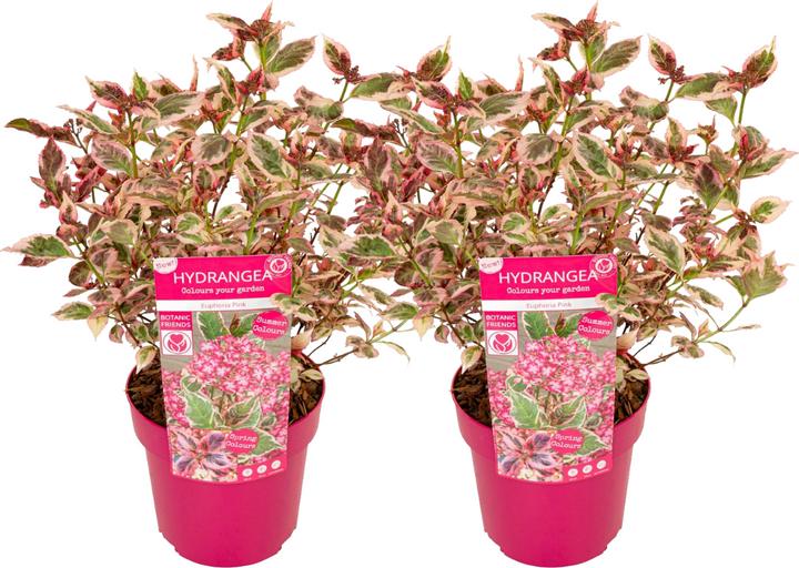 Actual product image Plant in a Box Hydrangea serrata 'Euphorbia Pink' - Hydrangea set of 2 (40 cm)