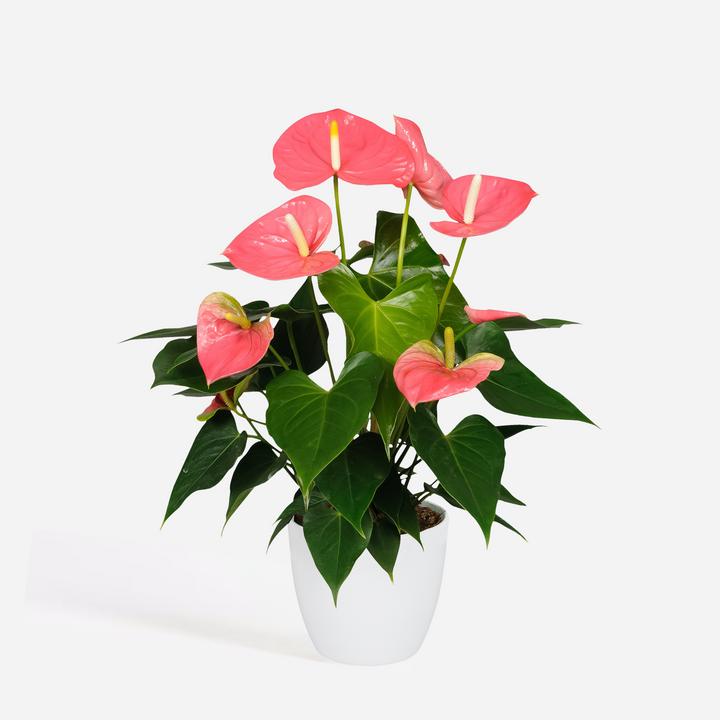 Immagine prodotto Plant in a Box Anthurium 'Colorado Pink" - (40 cm)