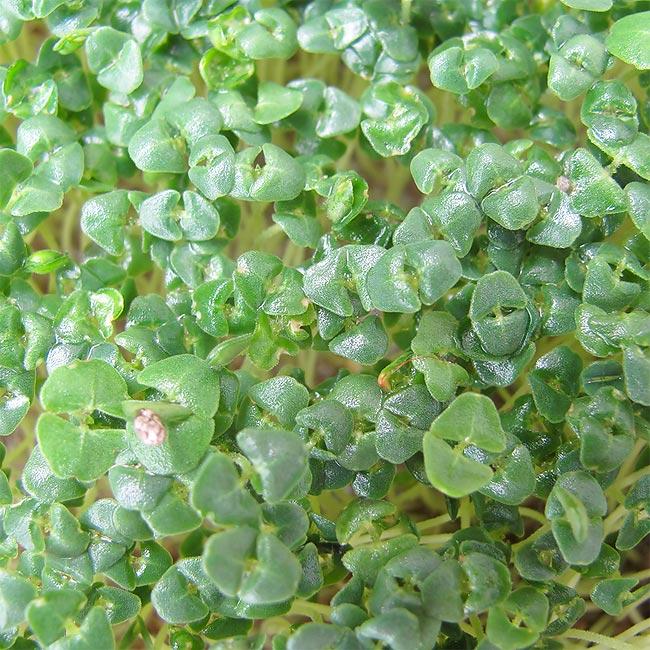 Produktbild Eschenfelder Chia Bio-Keimsaat (Keimlinge)