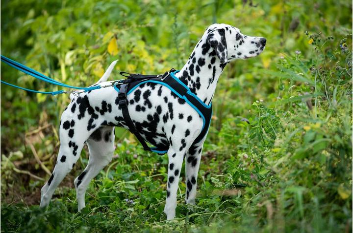 Immagine prodotto Grossenbacher Vasellame variegato XS Arancione (XS, Cane, Generale)