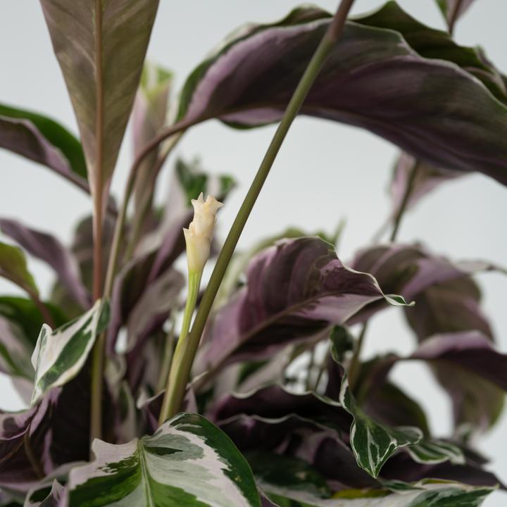 Actual product image Plant in a Box Calathea Lietzei 'White Fusion' - Basket Maranthe (30 cm)
