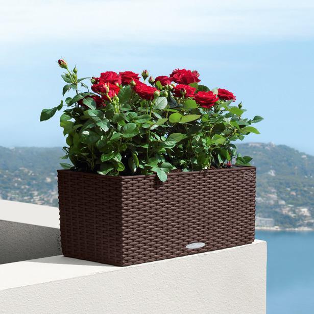 Image du produit Lechuza Balconera Cottage (19 cm)