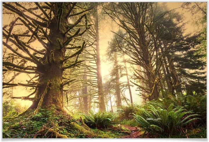 Actual product image Trenddeko Enchanted Forest (60 x 40 cm)
