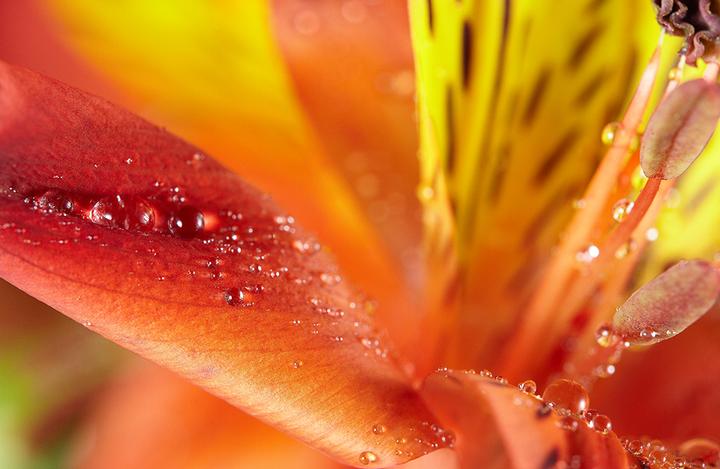 Produktbild Samyang 100mm f/2.8 ED UMC, Sony E (Sony E, Vollformat, APS-C / DX)