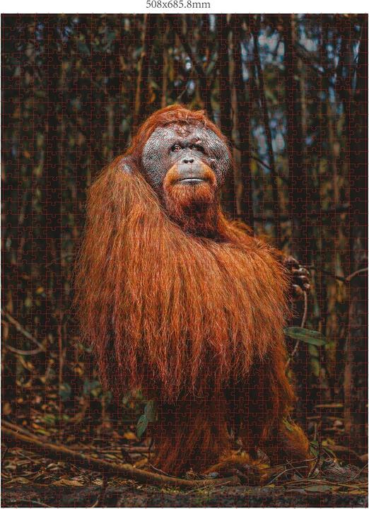 Actual product image Merchant Ambassador Orang Utan Donal Boyd (1000 pieces)