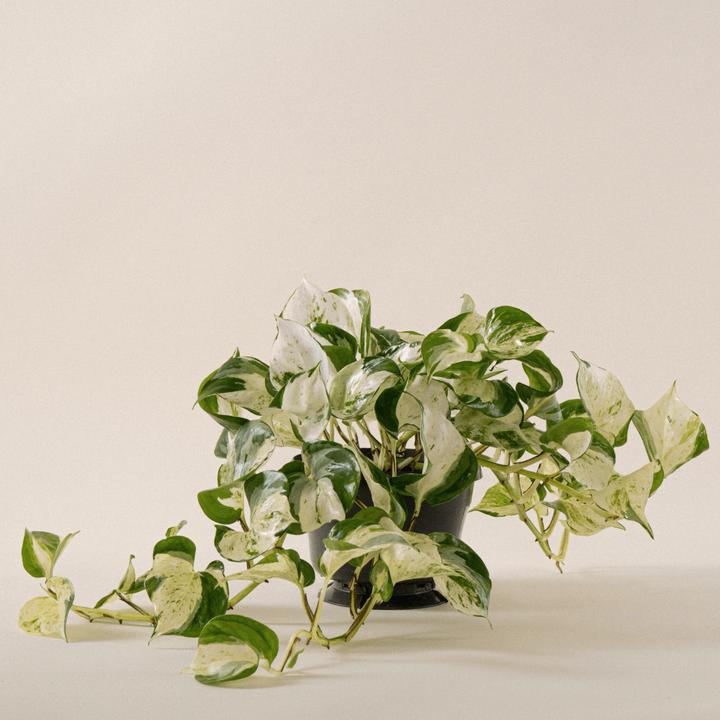 Produktbild Mary and Plants Efeutute Happy Leaf (30 cm)