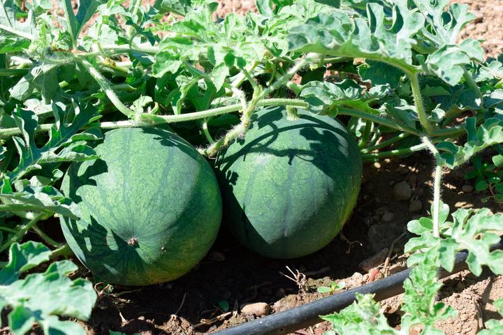 Immagine prodotto Living Seeds Wassermelone Sugar Baby (Semi di verdura)