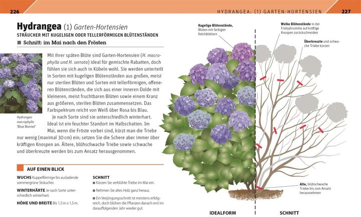 Produktbild Gartenwissen Pflanzenschnitt (Deutsch, Andrew Mikolajski, 2021)