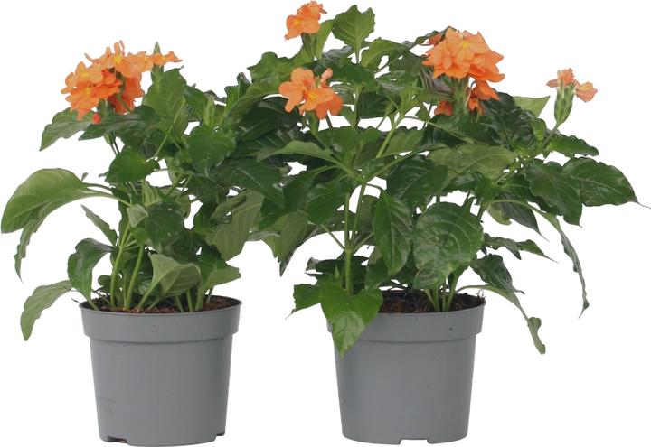 Immagine prodotto Plant in a Box Crossandra infundibuliformis 'Fortuna' - Set di 4 fiori di fuoco (20 cm)