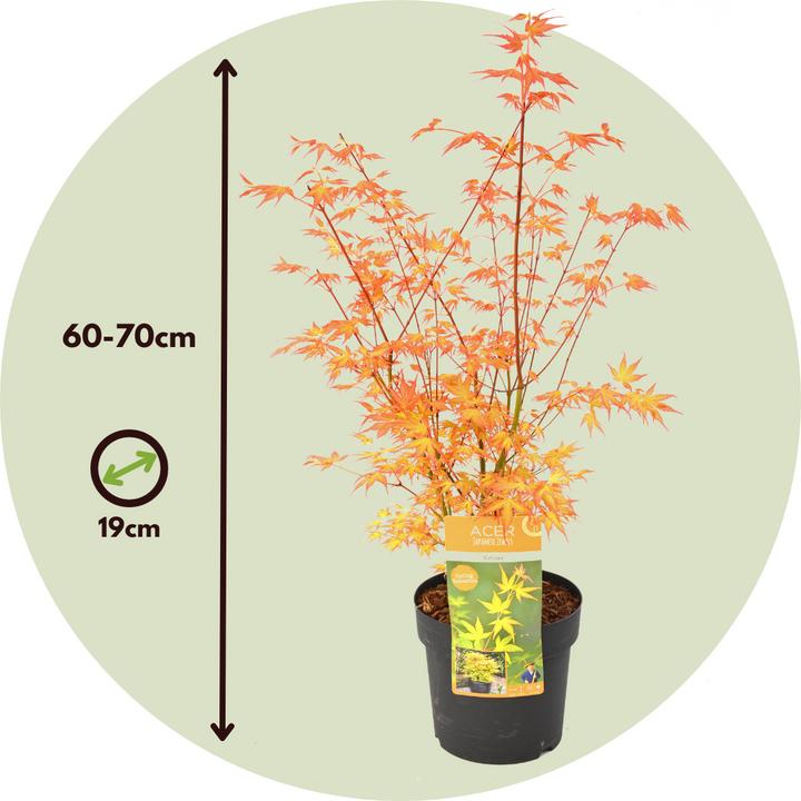 Produktbild Plant in a Box Acer palmatum 'Katsura' - Japanischer Ahorn (70 cm)