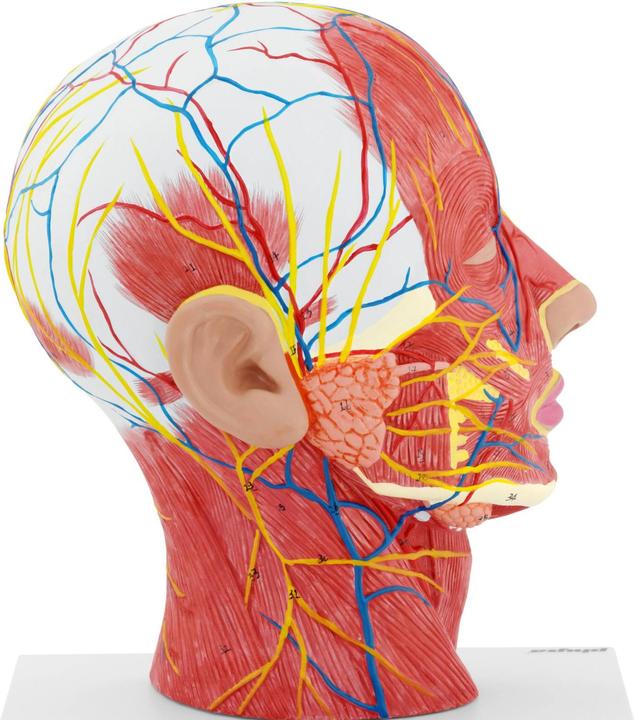 Produktbild Physa Anatomie Schädel Kopfmodell auf Stativ Medianschnitt Halbes Kopf-Modell