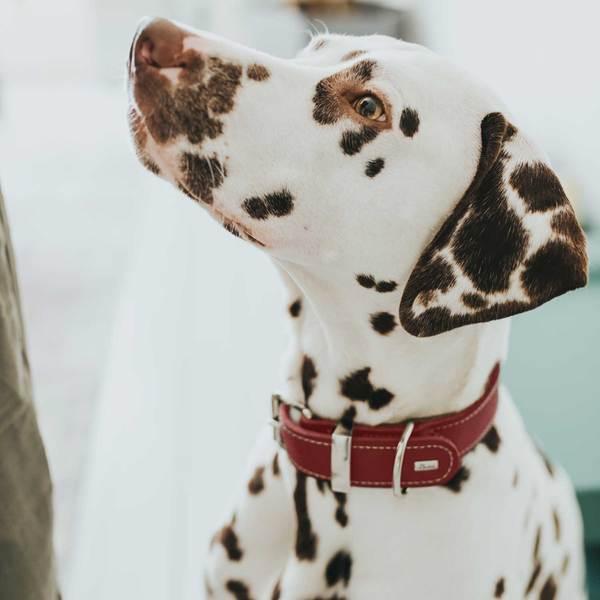 Actual product image Hunter Collar Aalborg Special (40, 41, 42, 43, 44, 45, 46, 47, 48, Dog, Dog sport)