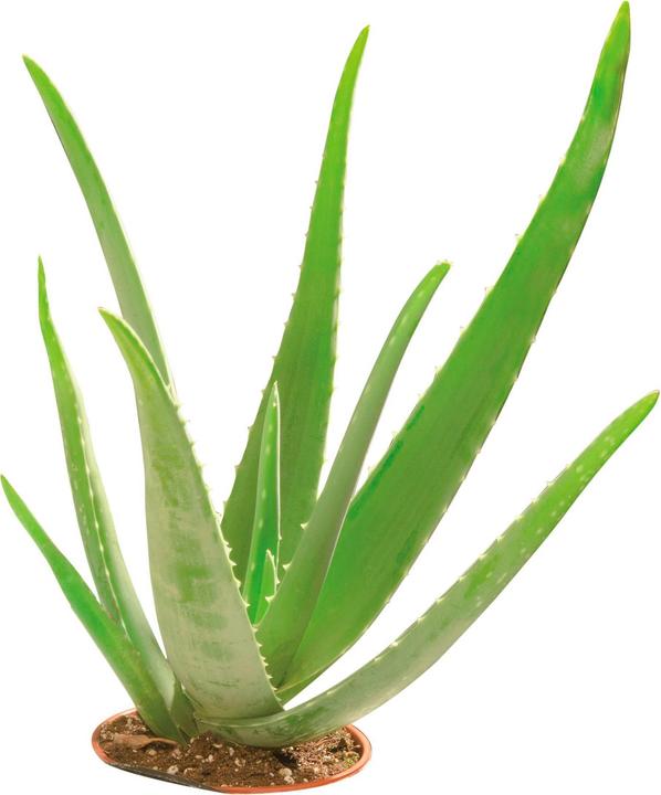 Produktbild Glorex Glycerin-Seife Öko mit Aloe Vera