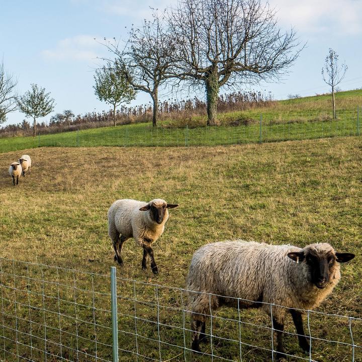 Immagine prodotto Casa Pura Recinto selvaggio