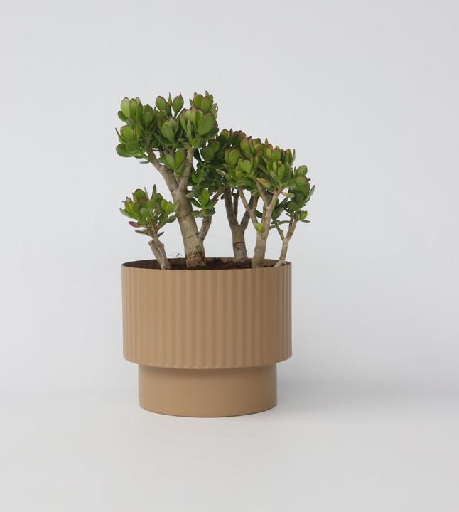 Actual product image Plant in a Box Crassula ovata Minor - Jade plant (60 cm)