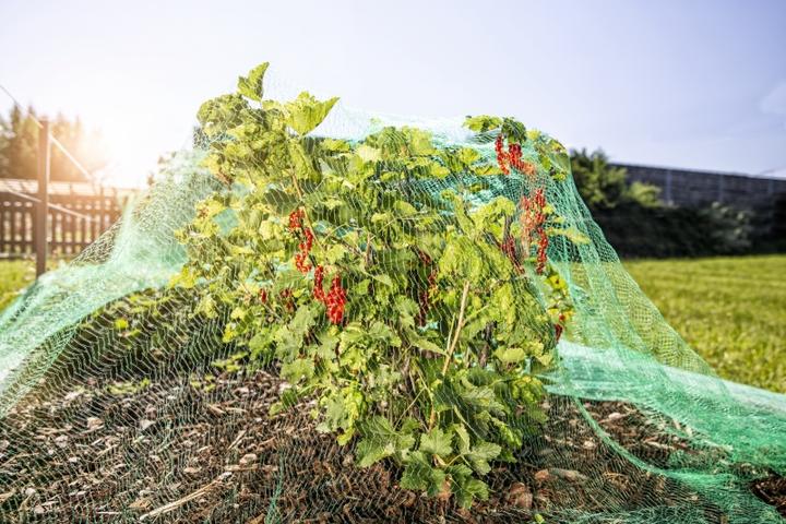 Produktbild Windhager Vogelschutznetz