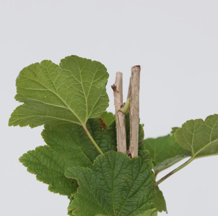 Actual product image Plant in a Box Ribes rubrum Jonkheer van Tets - set of 4 currants (50 cm)
