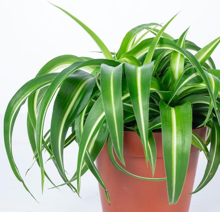 Image du produit Flowerbox Lis vert "Bonnie" - Chlorophytum Comosum (25 cm)
