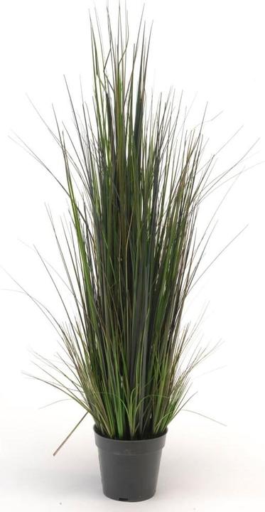 Emerald Flussgras (103 cm)