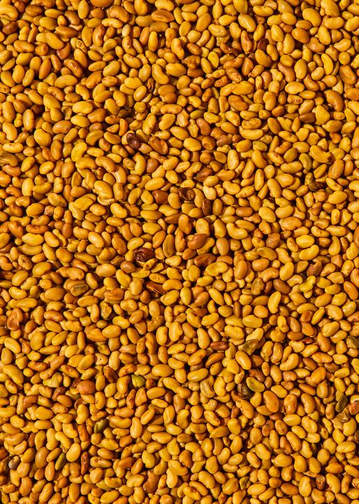 Produktbild KoRo Bio Alfalfa Keimsamen (Medicago Sativa) (1000 g)