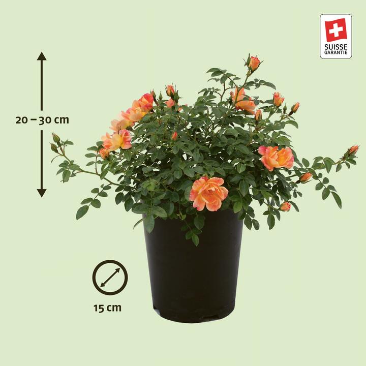 Produktbild Zulauf Bodendeckerrose / Rosa (STR) 'Bienenweide Apricot'® (30 cm)