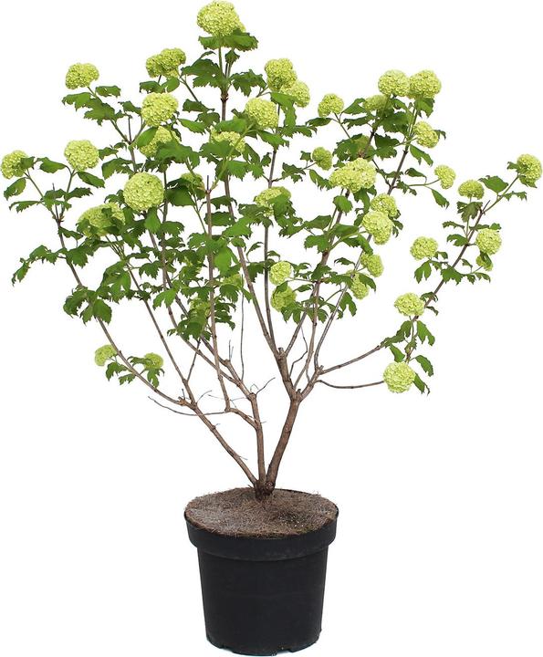 Produktbild Zulauf Gemeiner Schneeball / Viburnum opulus 'Roseum' (100 cm)