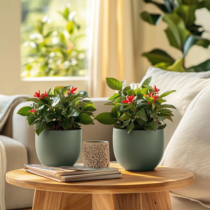 Produktbild Plant in a Box Euphorbia Milii - Honigheuschrecke (25 cm)