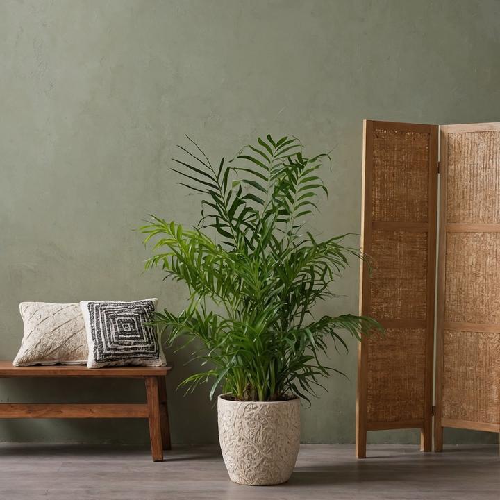 Actual product image Plant in a Box Dypsis lutescens, Chamaedorea elegans - Mix of 4 Mini Indoor Palms (25 cm)