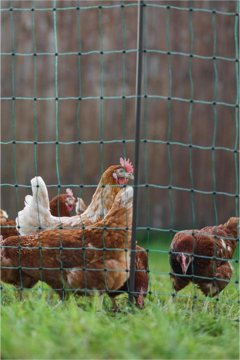 Actual product image AKO Poultry Net Premium