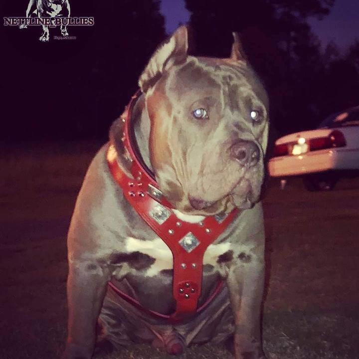 Immagine prodotto Bestia Pettorina per cani (L, XL, Cane)