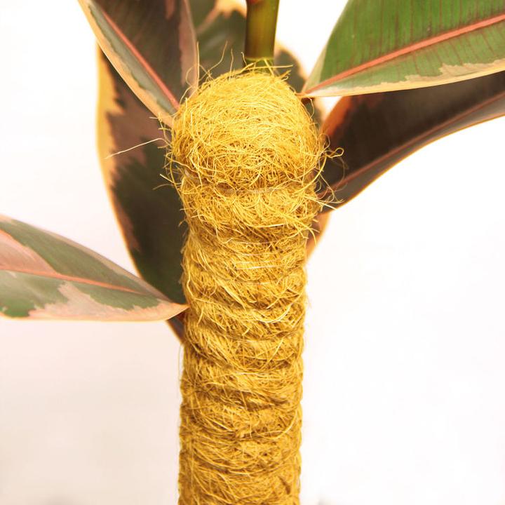 Produktbild Bellissa Kokosstab (4.50 cm, 4.50 cm)