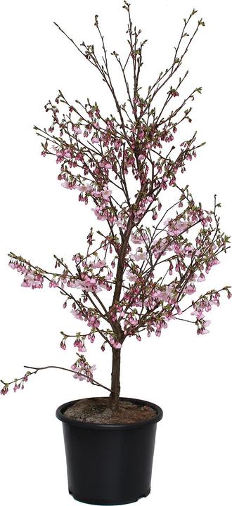 Actual product image Zulauf Zier-Kirsche / Prunus 'Accolade' (125 cm)