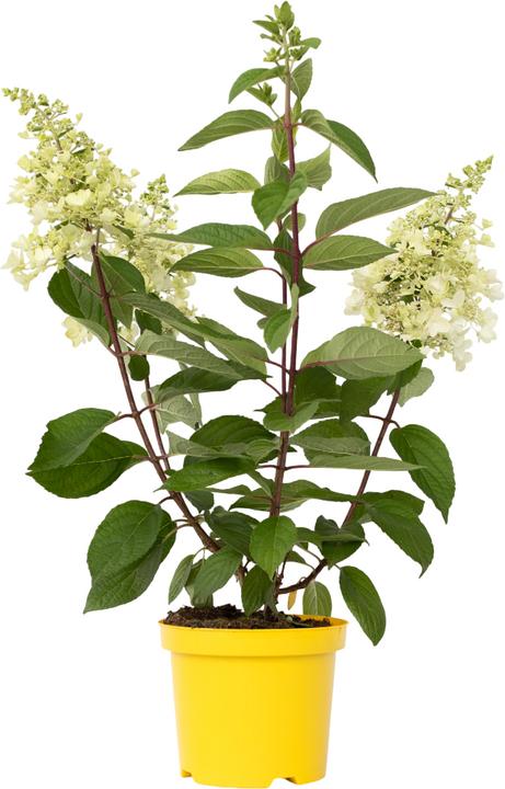 Actual product image Plant in a Box Hydrangea paniculata 'Candlelight' - Hydrangea (25 cm)