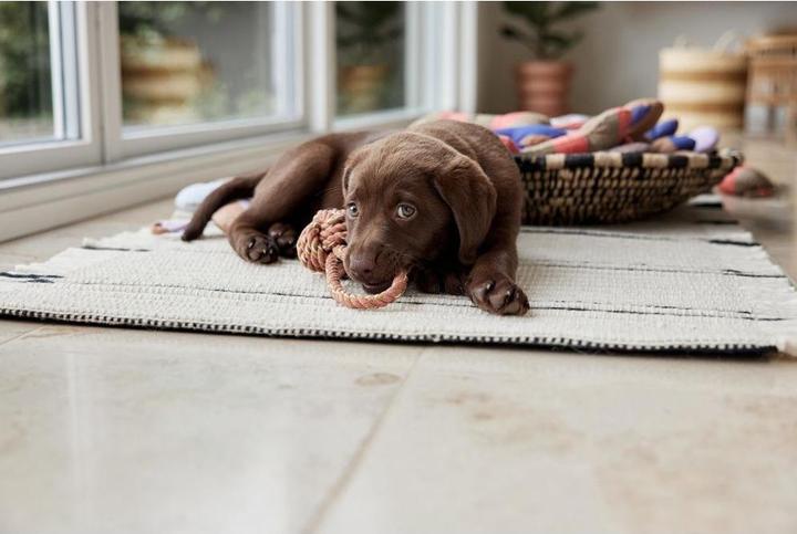Produktbild Oyoy Seilspielzeug Otto, Caramel (Kauspielzeug Hund)