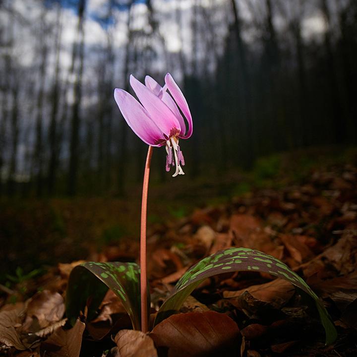Produktbild Venus Optic Laowa 7.5mm F/2 MFT Lightweight version (Micro Four Thirds, Micro Four Thirds)