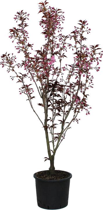 Actual product image Zulauf Jap. Nelken-Kirsche / Prunus serr. 'Royal Burgundy' (150 cm)