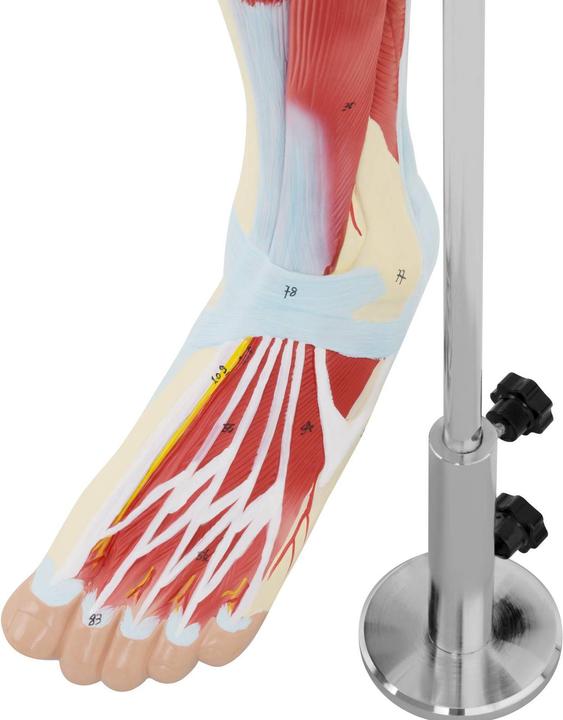 Produktbild Physa Bein Modell Anatomie Bein Muskeln Beinmuskulatur Oberschenkel Unterschenkel Fuss