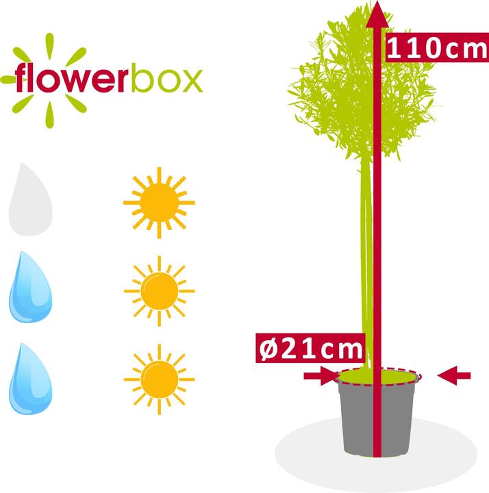 Actual product image Flowerbox Olive tree - Olea europaea (110 cm)