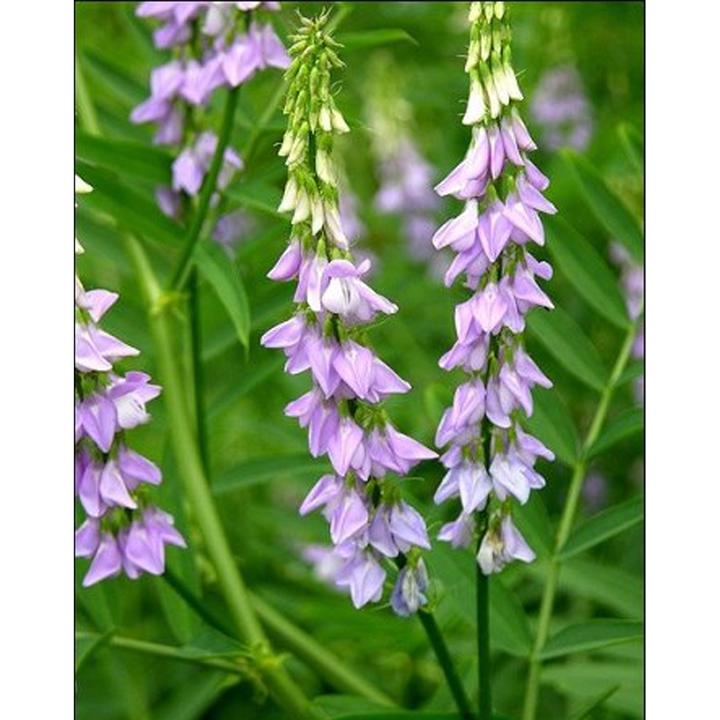 Produktbild Tropica Süssholz - Lakritze (Glycyrrhiza Glabra) (Kräutersamen)
