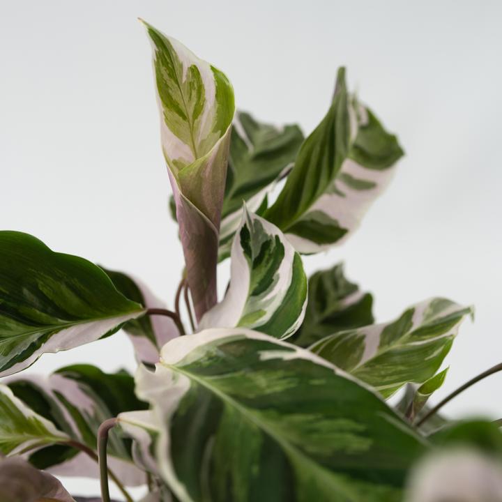 Immagine prodotto Plant in a Box Calathea Lietzei "White Fusion" - Set di 2 cesti Maranthe (30 cm)