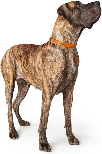 Produktbild Hunter Halsung Cannes Alu-Strong (Hund, Hundesport)