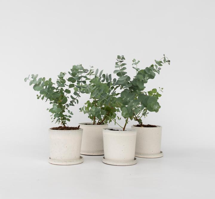 Immagine prodotto Plant in a Box Eucalipto Pulverulenta - Set di 6 Eucalipti dalle foglie d'argento (25 cm)
