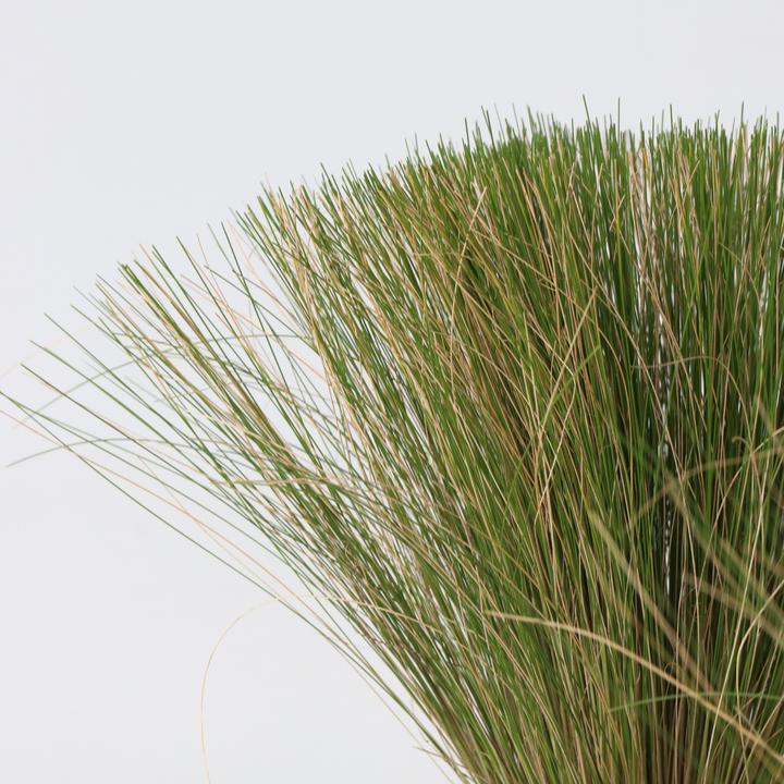 Actual product image Plant in a Box Stipa tenuifolia 'Pony Tails' - Set of 3 ornamental feather grasses (20 cm)