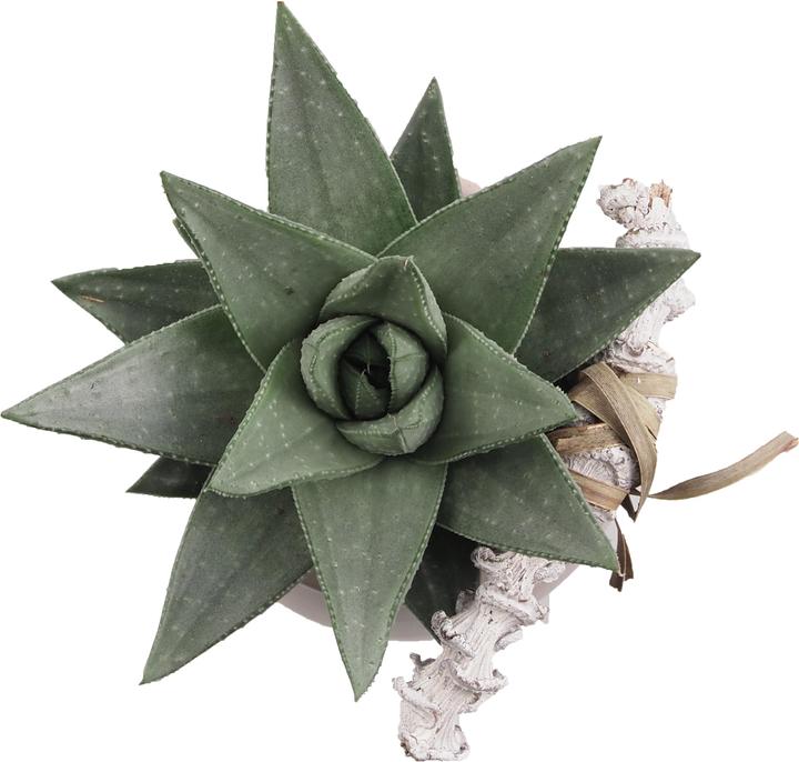 Image du produit Migros Ostschweiz Plateau pour plantes succulentes (15 cm)